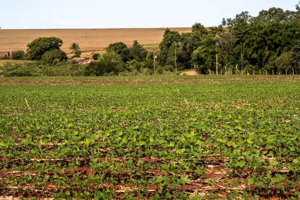 Grüne Sojabohnenblätter Auf Dem Feld Und Zuckerrohrstroh Brasilien Mit Selektivem — Stockfoto