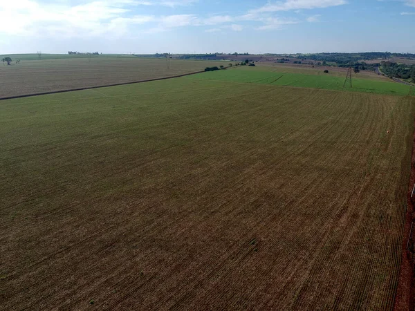 Luchtfoto Drone Uitzicht Van Een Groene Soja Plant Loof Verbouwen — Stockfoto