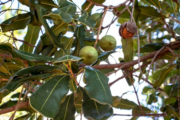Frutos Secos Macadamia Árbol Hoja Perenne Plantación Macadamia Brasil — Foto de Stock