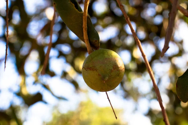 Καρύδια Macadamia Στο Αειθαλές Δέντρο Φυτεία Macadamia Στη Βραζιλία — Φωτογραφία Αρχείου