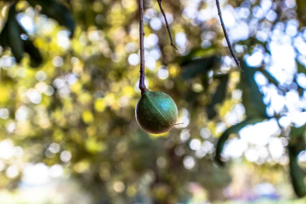 Hiç Bitmeyen Yeşil Ağaçtaki Macadamia Fındıkları Brezilya Daki Macadamia Çiftliği — Stok fotoğraf