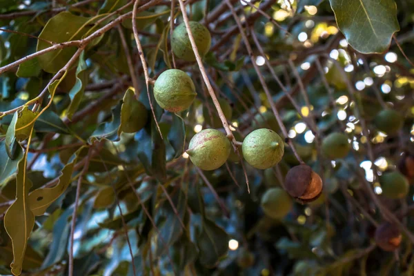 Nozes Macadâmia Árvore Perene Plantação Macadâmia Brasil — Fotografia de Stock