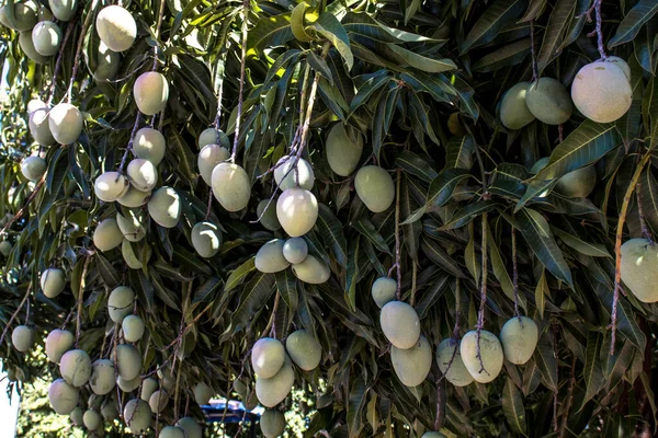 Πράσινα Φρούτα Μάνγκο Ωριμάζουν Στη Βραζιλία — Φωτογραφία Αρχείου