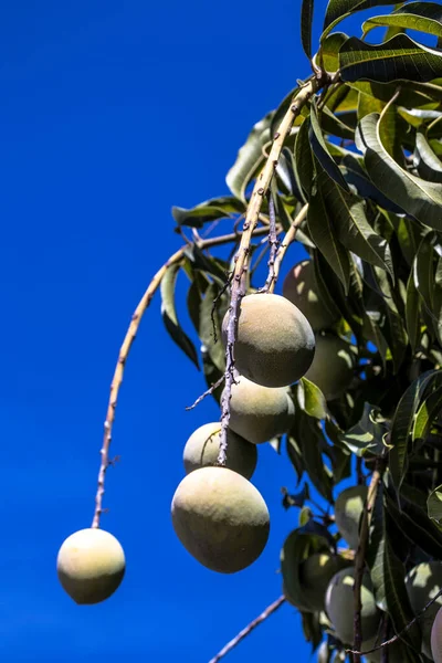 Frutas Manga Verde Estão Amadurecendo Brasil — Fotografia de Stock