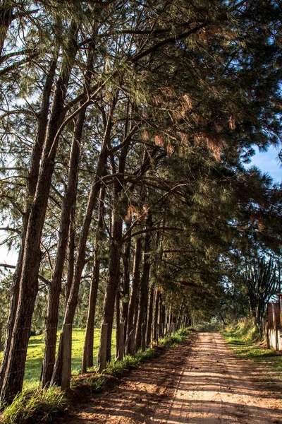 Pinus Strom Vede Venkovskou Prašnou Cestu Brazílii — Stock fotografie