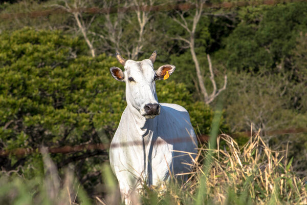 Herd of nelore cattle on pasture in Brazil