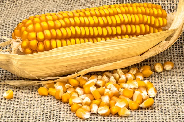 Ears of Sweet Corn and seeds with selective focus in Brazil