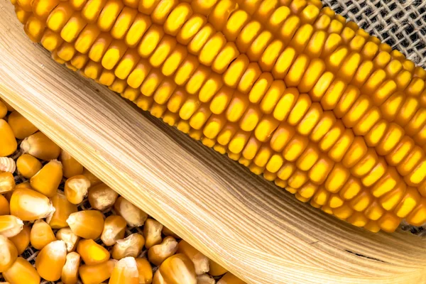 Ears of Sweet Corn and seeds with selective focus in Brazil