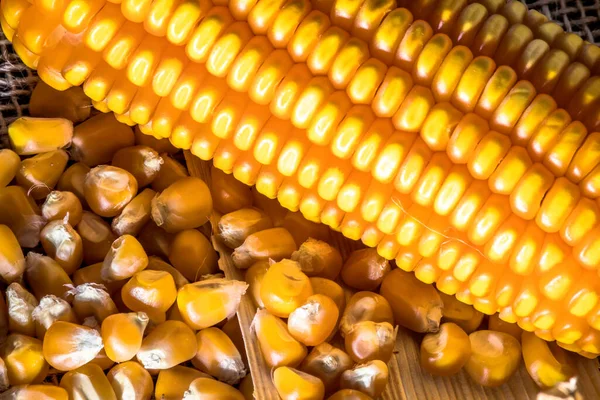 Ähren Aus Mais Und Saatgut Mit Selektivem Fokus Brasilien — Stockfoto