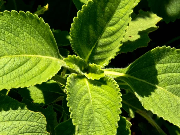 Boldo Green Plant Named Boldo Terra Brazil Plant Used Make — Stock Photo, Image