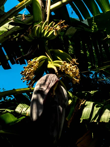 바나나 나무와 브라질의 — 스톡 사진