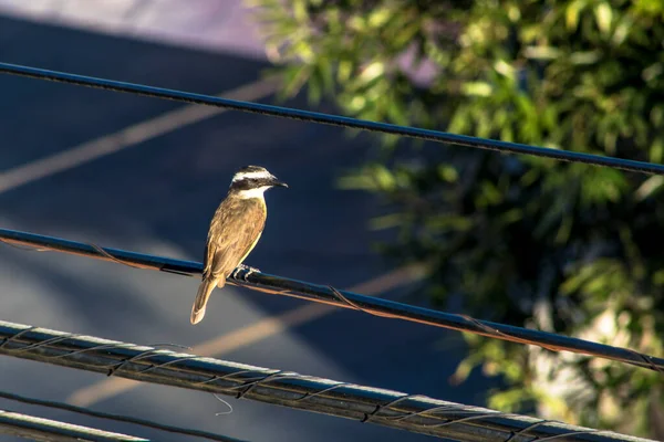 Pequeño Pájaro Bien Visto Posado Alambre Calle Brasil —  Fotos de Stock