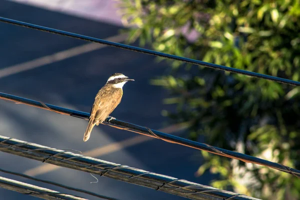 Kleiner Gut Gesehener Vogel Thront Auf Einem Straßendraht Brasilien — Stockfoto