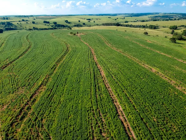ブラジルの緑の大豆フィールドの空中ビュー — ストック写真