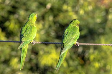 Siz Brezilyalı papağanlar Brezilya 'da yüksek voltajlı bir telin üstüne düştünüz.