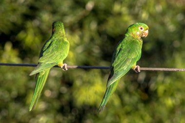 Siz Brezilyalı papağanlar Brezilya 'da yüksek voltajlı bir telin üstüne düştünüz.