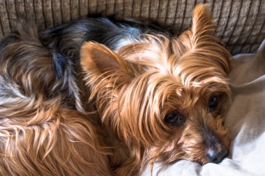 Yorkshire köpeği Sao Paulo 'da bir oturma odasında kanepede yatıyor.