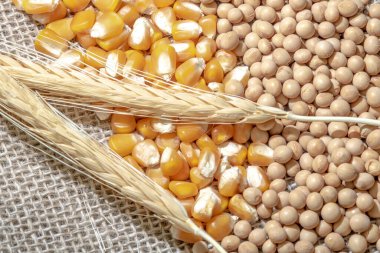 Brezilya 'da soya fasulyesi, buğday ve mısır tohumları