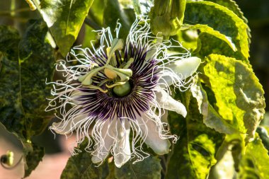 Brezilya 'daki çiftlikte çarkıfelek meyvesi