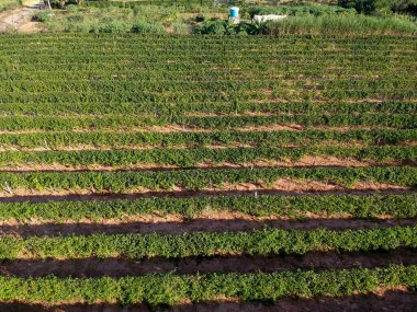 Brezilya 'daki tutku meyve bahçesinin havadan görünüşü