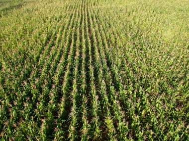 Brezilya 'daki mısır tarlasının havadan görünüşü