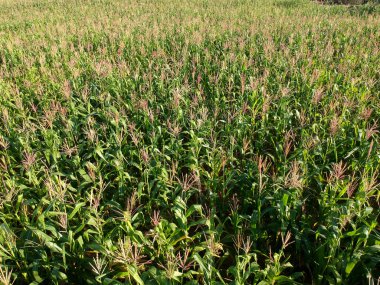 Brezilya 'daki mısır tarlasının havadan görünüşü