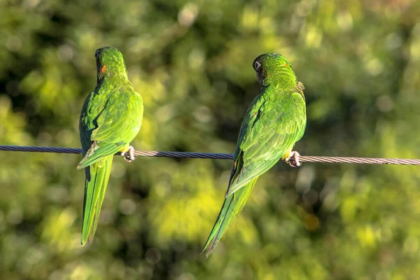 Maritacas Papagaios Brasileiros Desembarcaram Fio Alta Tensão Brasil — Fotografia de Stock