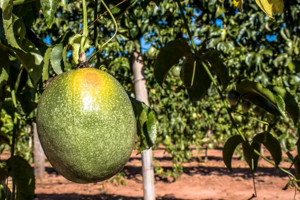 Een Boerderij Van Passievruchten Het Oogstseizoen Brazilië — Stockfoto