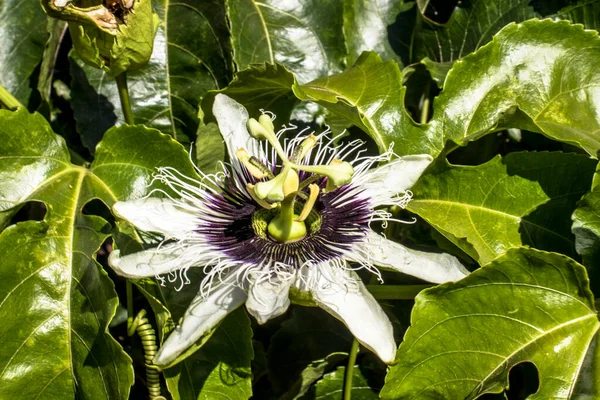 Passion Fruit Flower Garden Farm Brazil — Stock Photo, Image