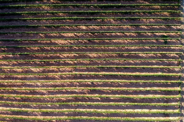 ブラジルのパッションフルーツの庭の空中ビュー — ストック写真