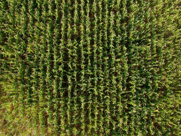Повітряний Вид Кукурудзу Бразилії — стокове фото