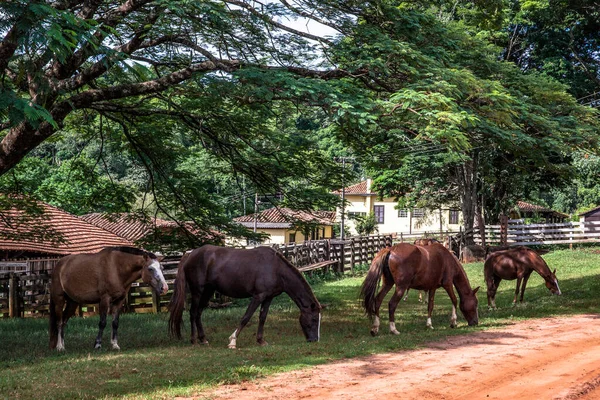 Horses Graze Grass Area Next Corral — Stock Photo, Image