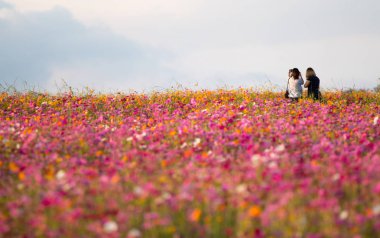 Cosmos çiçek alanları.