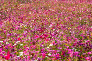 Cosmos çiçek alanları.