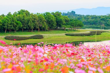 Cosmos çiçek alanları.