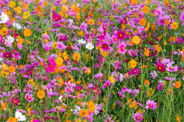 Cosmos çiçek alanları.