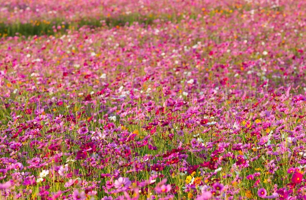 Cosmos çiçek alanları.