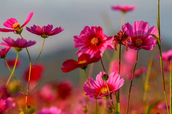 Kosmos Blumen auf den Feldern. — Stockfoto