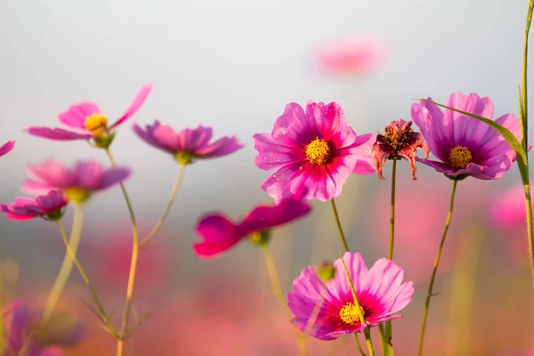 Cosmos çiçek alanları.