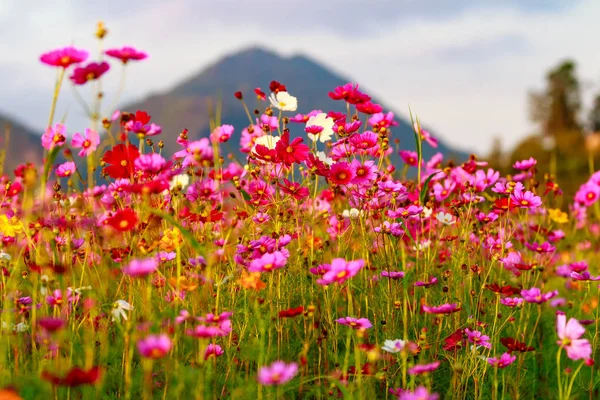 Cosmos flores nos campos . — Fotografia de Stock