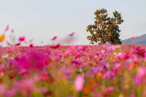 Cosmos çiçek alanları.