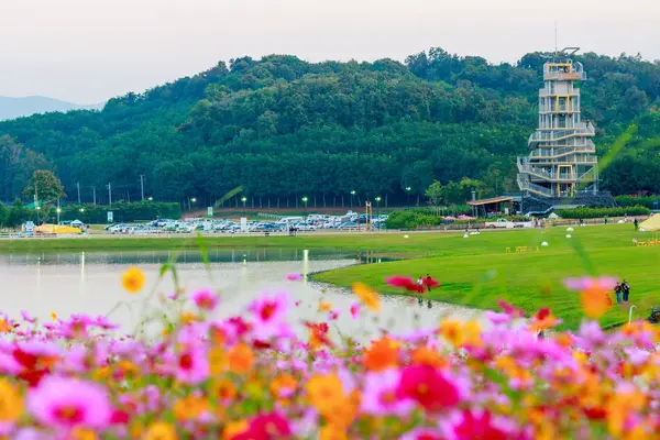 Cosmos çiçek alanları.