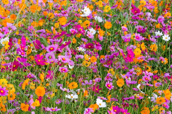 Cosmos flowers in the fields. — Stock Photo, Image