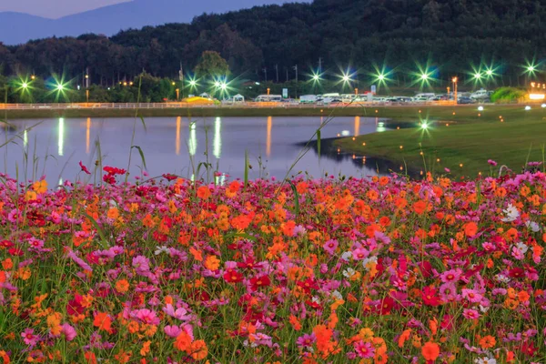 Cosmos çiçek alanları.