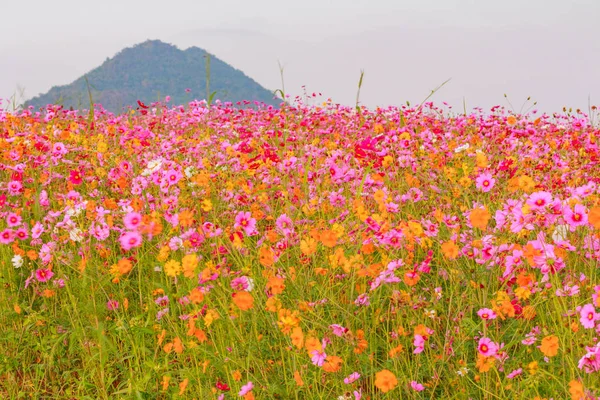 フィールドでコスモスの花. — ストック写真