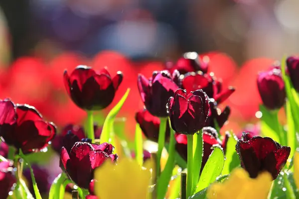 Die Farbenpracht der Tulpen — Stockfoto