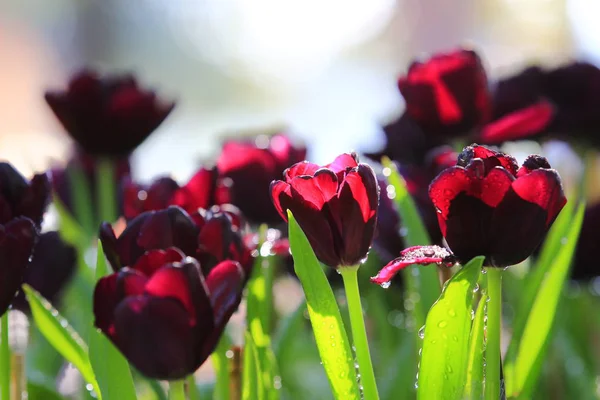 Die Farbenpracht der Tulpen — Stockfoto