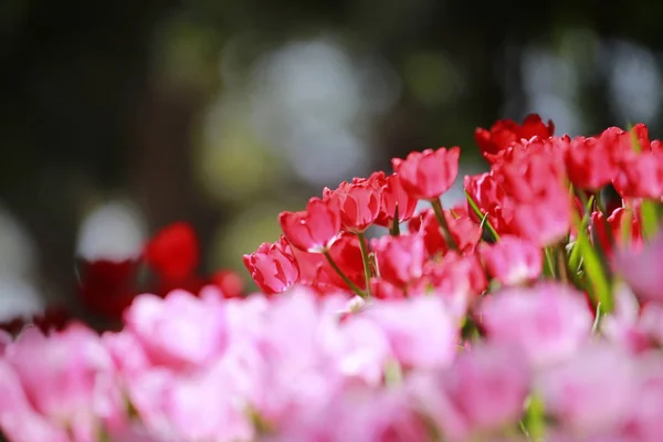 De kleurrijke tulpen — Stockfoto