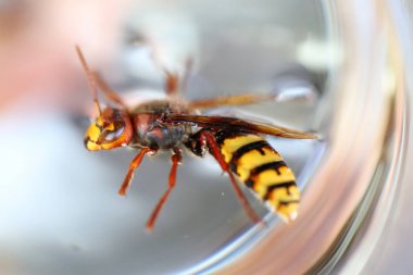 Stinger wasp yakın çekim 