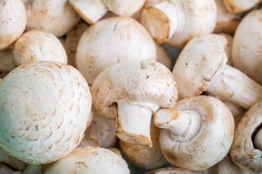 mantar yakın çekim